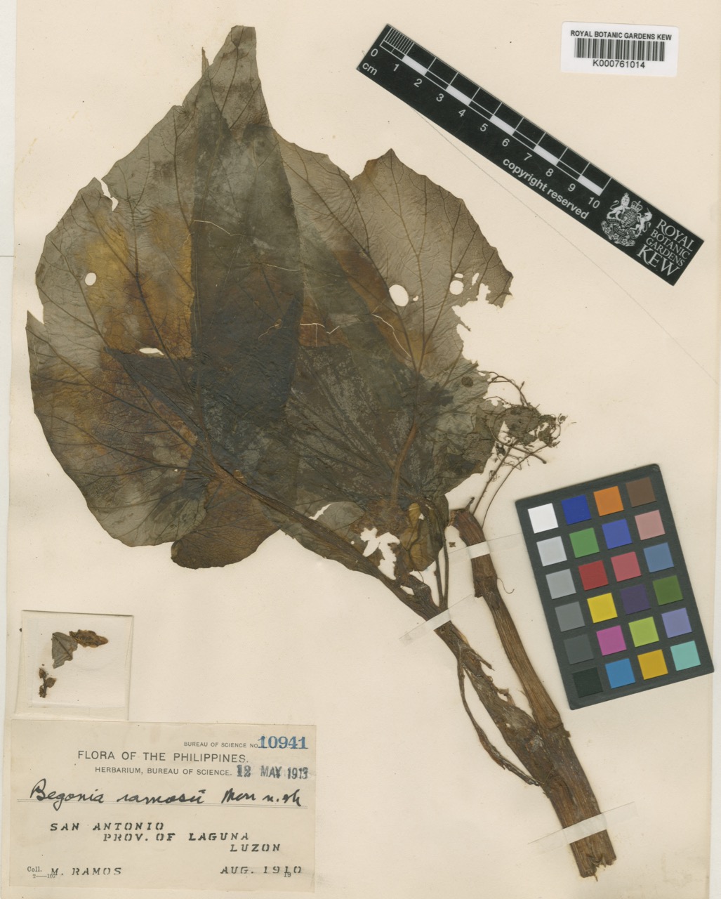 B. ramosii